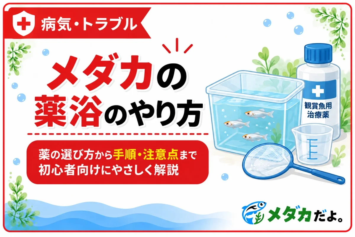メダカの薬浴のやり方｜薬の選び方と注意点を初心者向けに解説