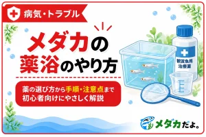 メダカの薬浴のやり方｜薬の選び方と注意点を初心者向けに解説