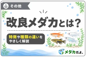 改良メダカとは？特徴や代表的な品種を初心者向けに解説
