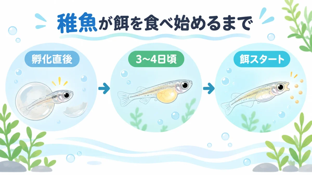 メダカの稚魚が孵化して餌を食べ始めるまでの流れ