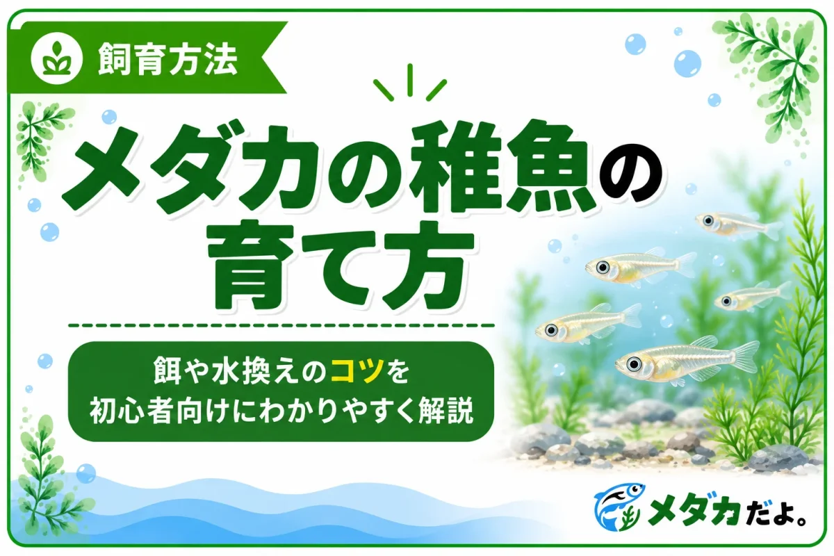 メダカの稚魚の育て方｜餌や水換えのコツを初心者向けに解説