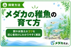 メダカの稚魚の育て方｜餌や水換えのコツを初心者向けに解説
