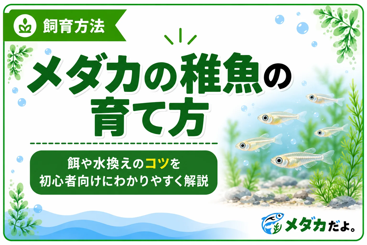 メダカの稚魚の育て方|餌や水換えのコツを初心者向けに解説