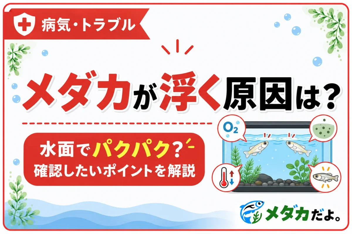 メダカが水面に浮く原因は？確認したい症状と対処法