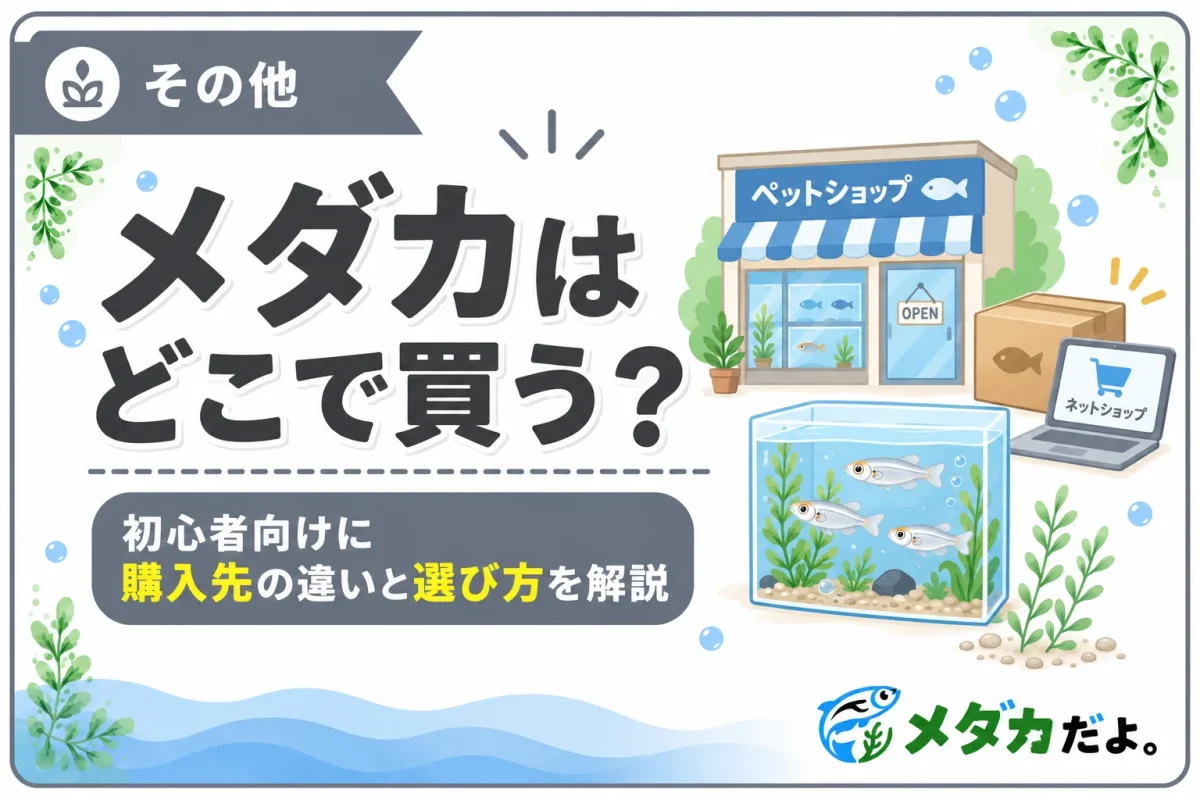 メダカはどこで買うのがおすすめ？購入先の違いと選び方