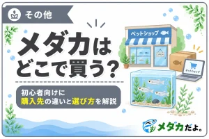 メダカはどこで買うのがおすすめ？購入先の違いと選び方