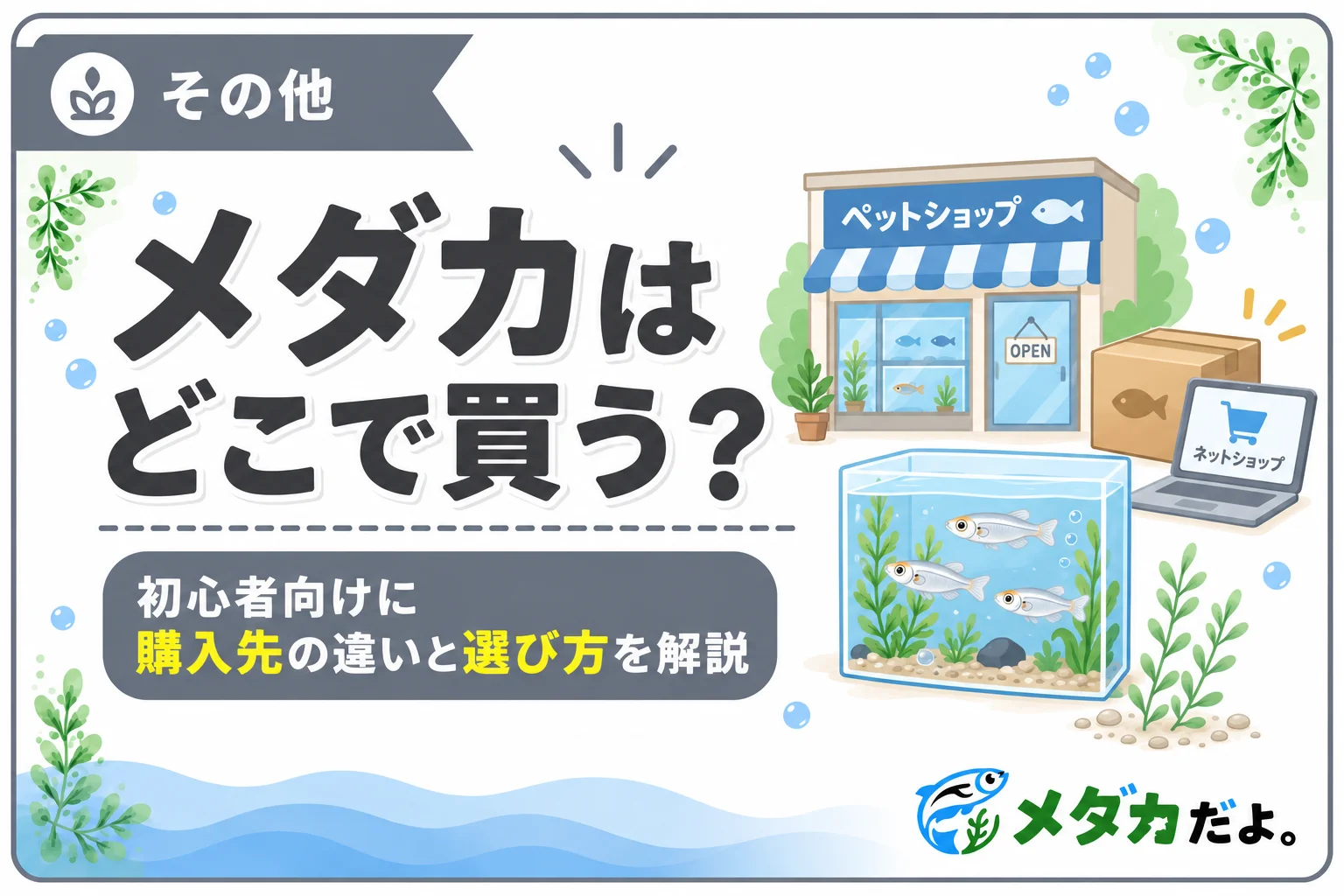 メダカはどこで買うのがおすすめ？購入先の違いと選び方