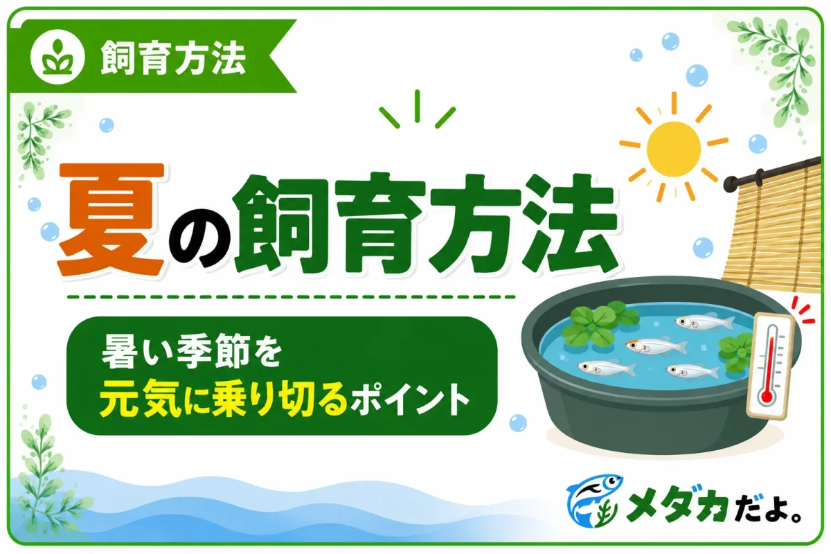 メダカの夏の飼育方法｜高水温と酸欠を防ぐポイント