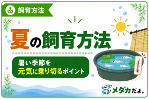 メダカの夏の飼育方法｜高水温と酸欠を防ぐポイント