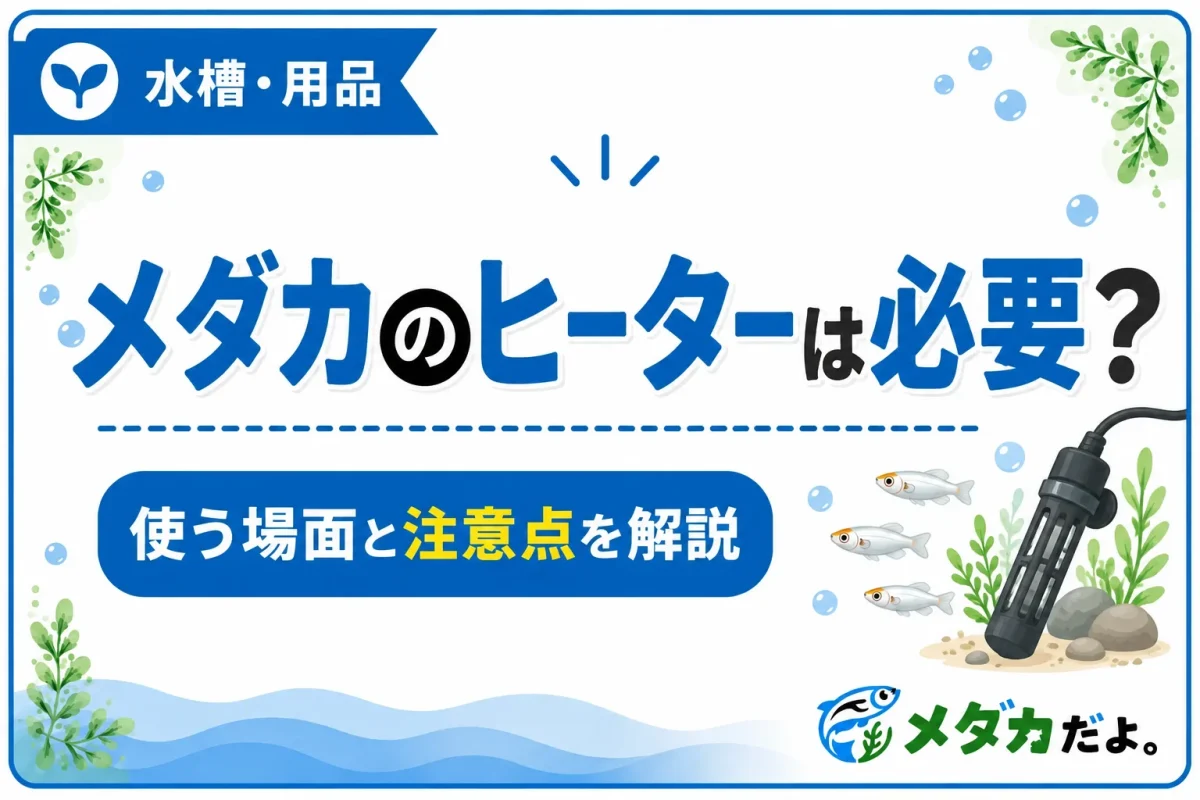 メダカにヒーターは必要？使う場面と注意点を初心者向けに解説