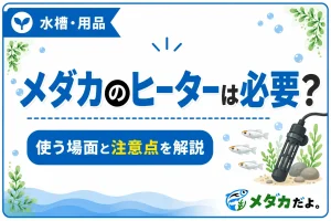 メダカにヒーターは必要？使う場面と注意点を初心者向けに解説