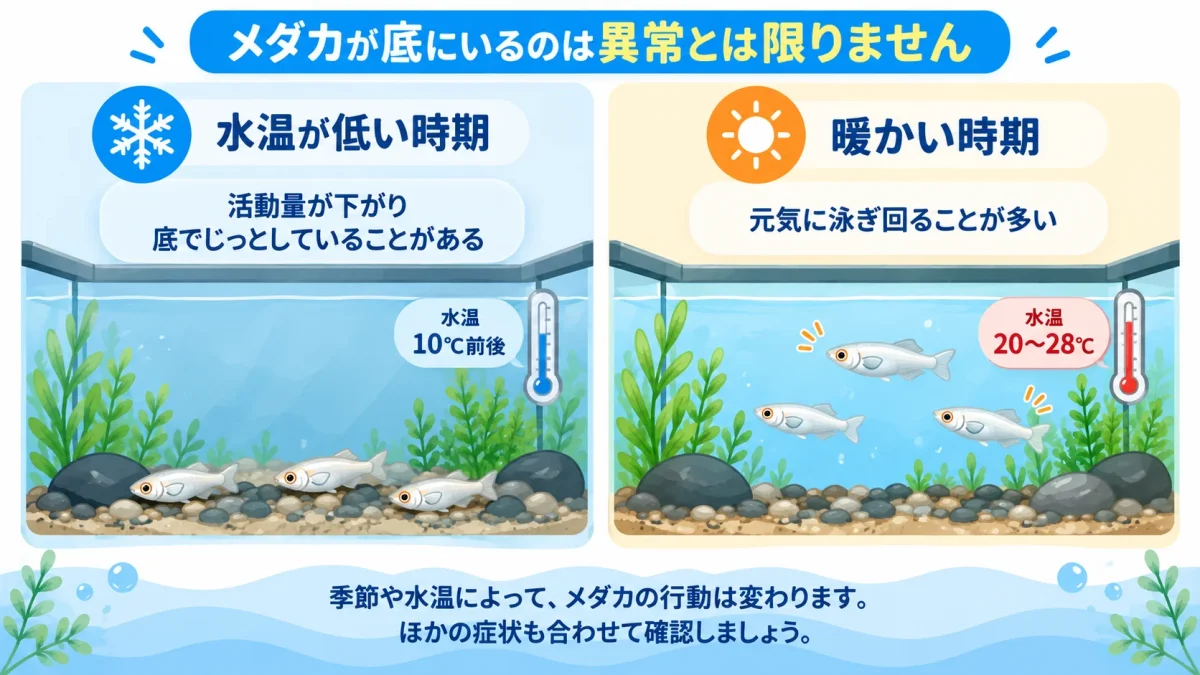低水温で底付近にいるメダカと通常時のメダカの違い