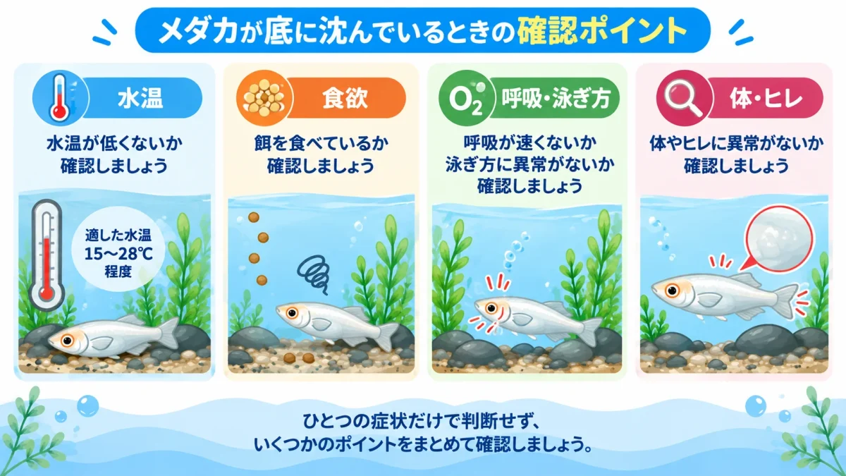 メダカが底に沈んでいるときに確認する水温や食欲などのポイント
