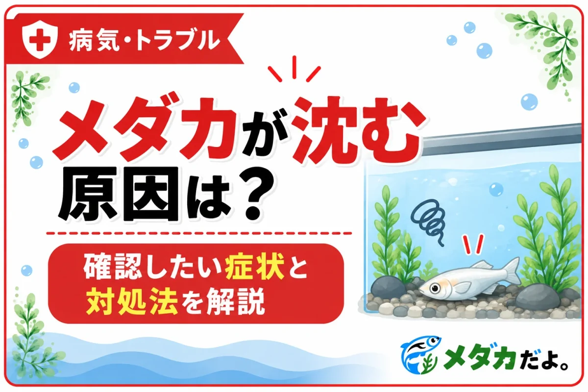 メダカが底に沈む原因は？確認したい症状と対処法