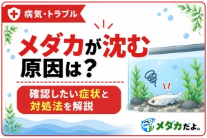 メダカが底に沈む原因は？確認したい症状と対処法