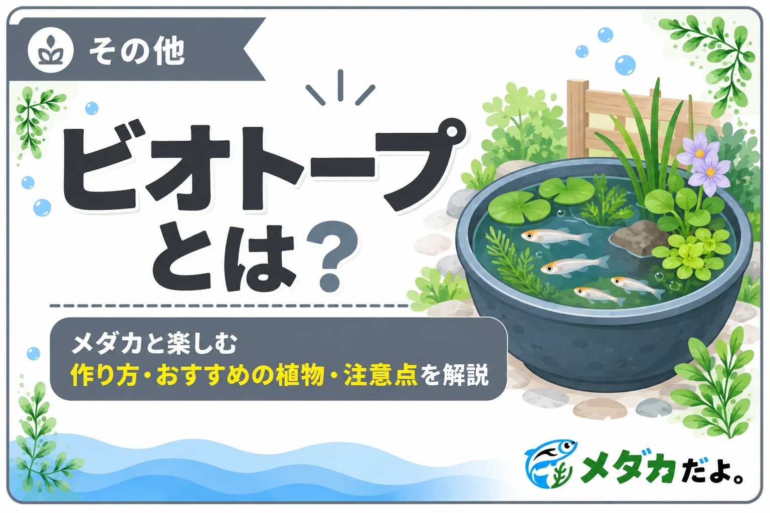 メダカのビオトープとは？作り方と楽しみ方を初心者向けに解説