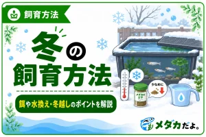 メダカの冬の飼育方法｜餌や水換えで注意したいポイント