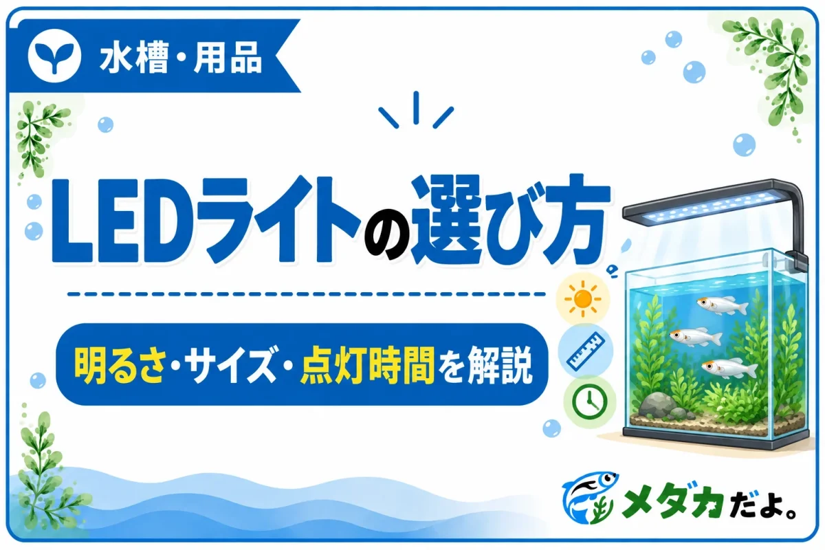 メダカのLEDライトの選び方｜明るさと点灯時間のポイント