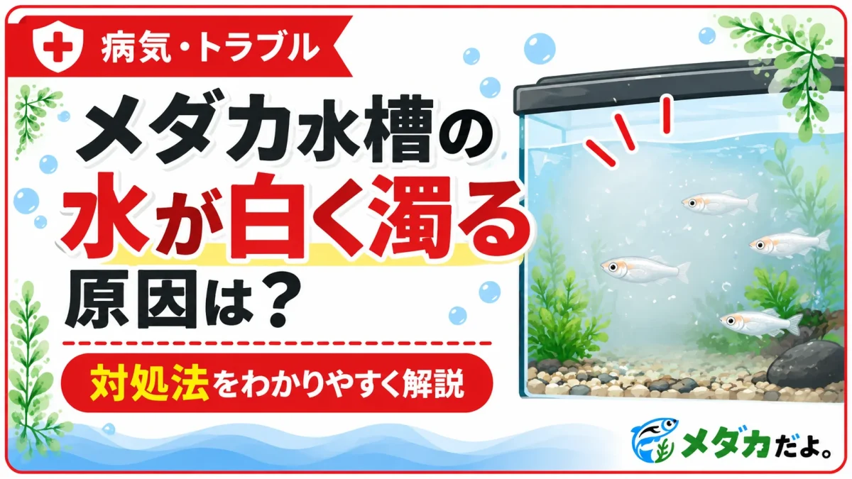 メダカ水槽の水が白く濁る原因は？対処法を初心者向けに解説