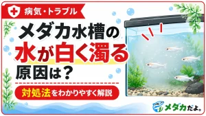 メダカ水槽の水が白く濁る原因は？対処法を初心者向けに解説