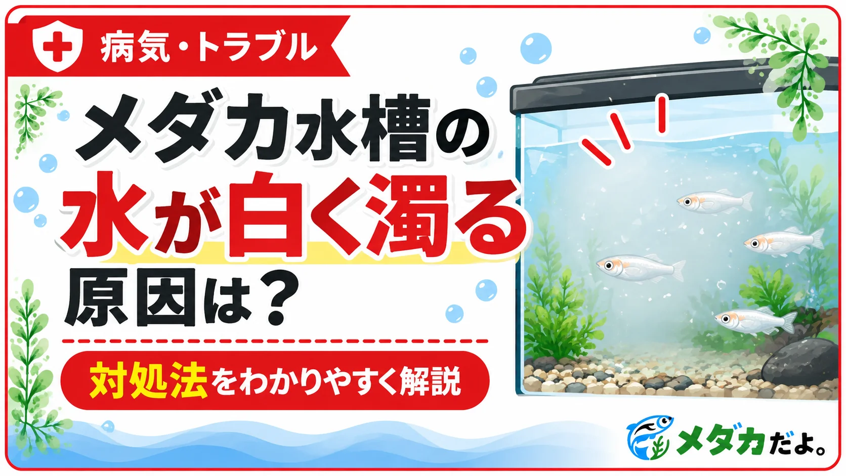 メダカ水槽の水が白く濁る原因は?対処法を初心者向けに解説