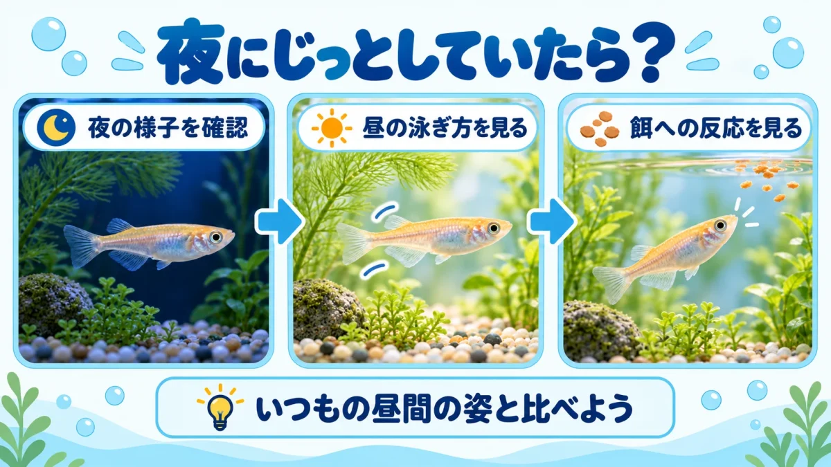夜にじっとしていたメダカを昼間の泳ぎ方や食欲と比べて観察する図