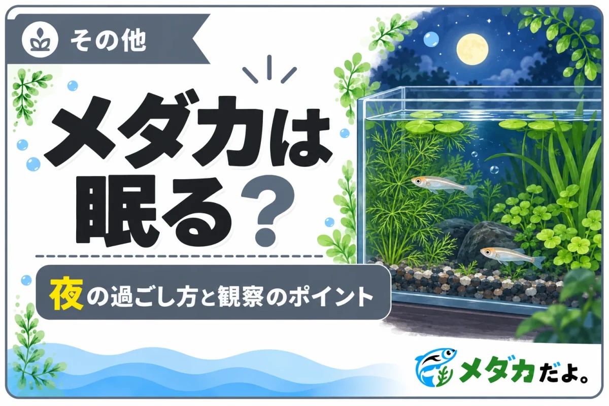 メダカは眠る？夜の過ごし方と観察時の注意点