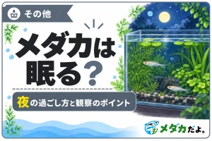 メダカは眠る？夜の過ごし方と観察時の注意点