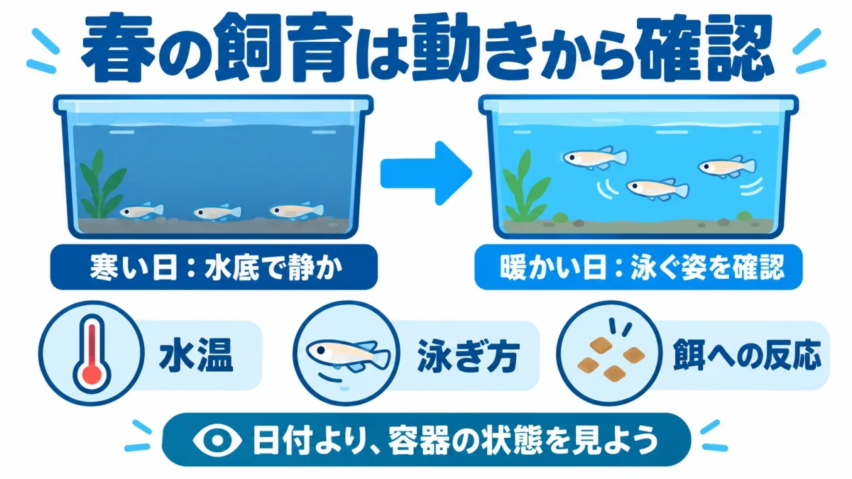 春は日中の水温とメダカの泳ぎ方を見て飼育を再開することを示す図