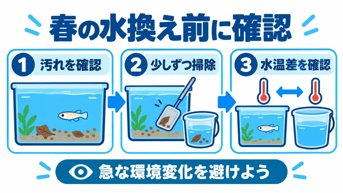 春のメダカ飼育で確認したい餌の食べ残し、容器の汚れ、水換え時の水温差
