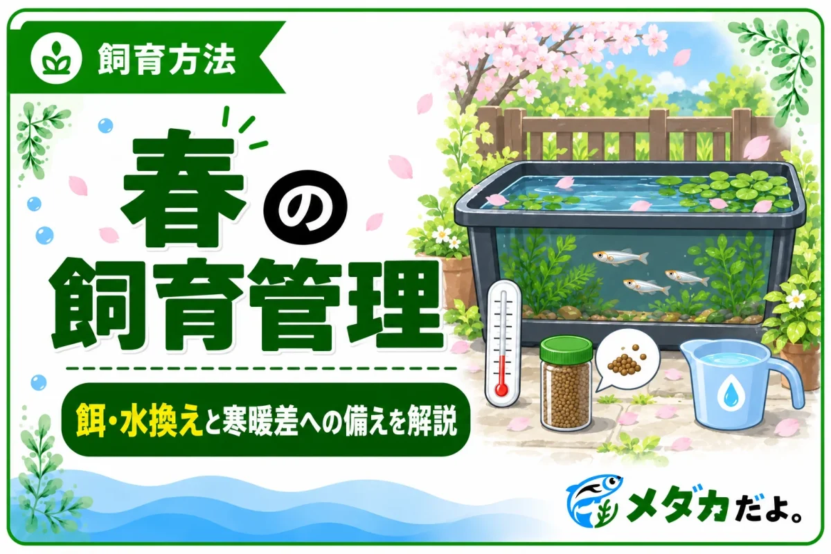 メダカの春の飼育管理｜冬越し後の餌や水換えの進め方