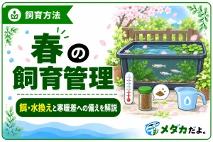 メダカの春の飼育管理｜冬越し後の餌や水換えの進め方