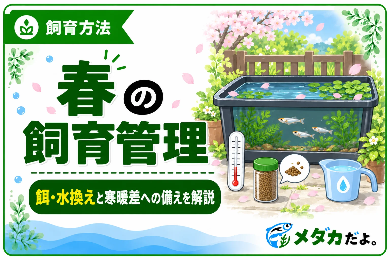 メダカの春の飼育管理｜冬越し後の餌や水換えの進め方