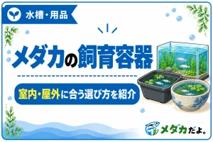 メダカの飼育容器はどれがおすすめ？室内・屋外別の選び方