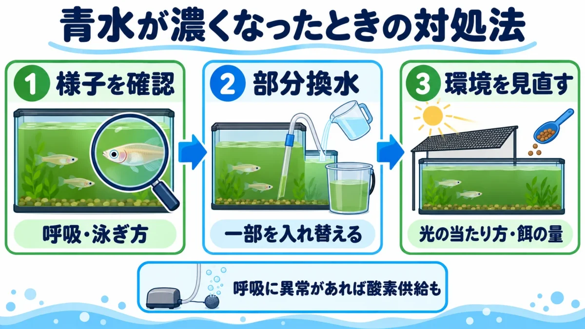 濃くなった青水を部分換水で薄め、光の当たり方と餌の量を見直す流れ