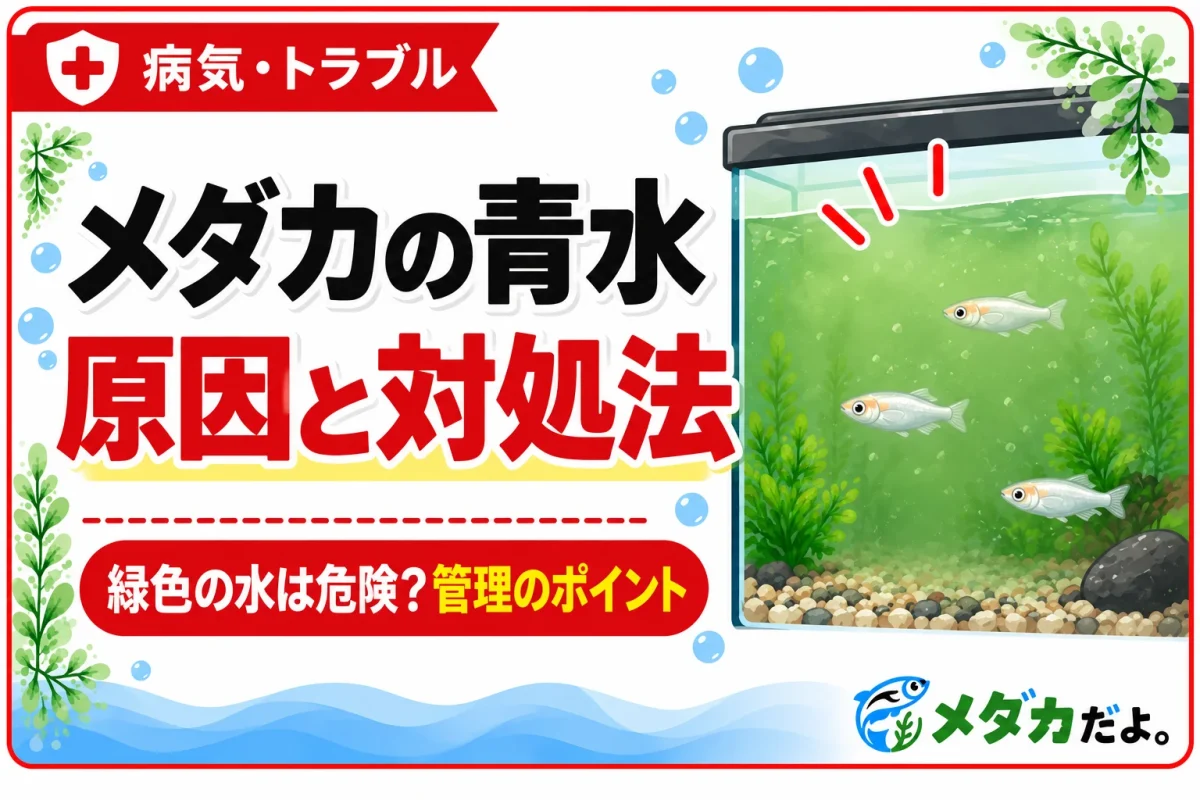 メダカの水が青水になる原因は？緑色に濁ったときの対処法