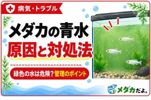メダカの水が青水になる原因は？緑色に濁ったときの対処法