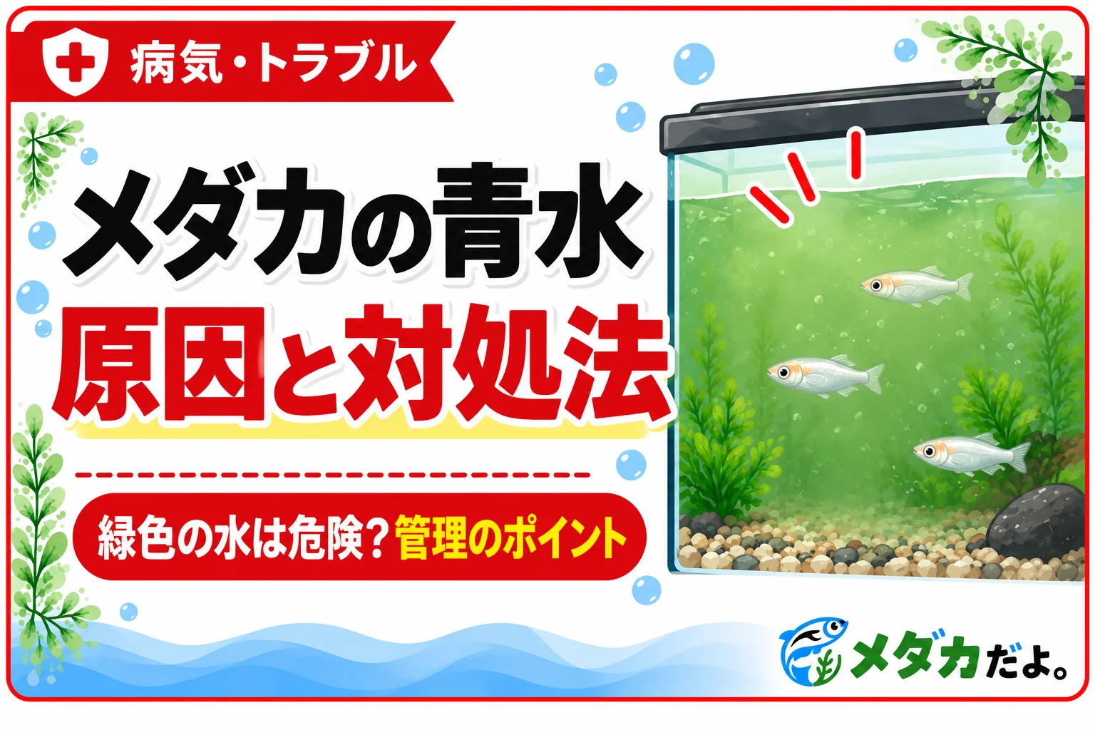 メダカの水が青水になる原因は？緑色に濁ったときの対処法