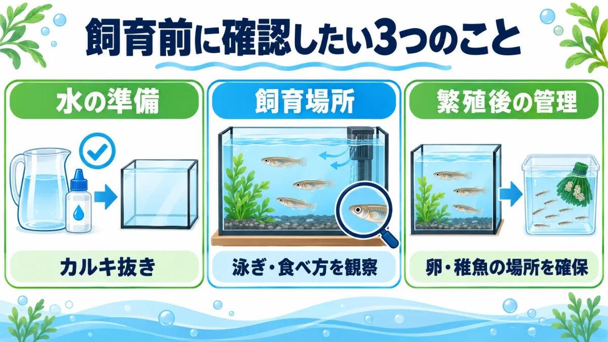 メダカを飼う前に水の準備、飼育場所、繁殖後の管理を確認する図