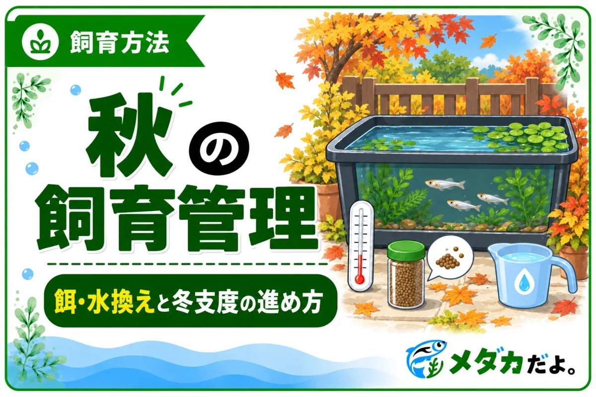 メダカの秋の飼育管理｜餌・水換えと冬支度の進め方を整理