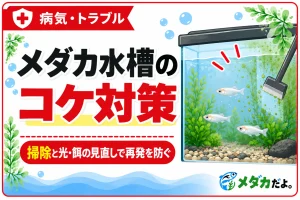 メダカ水槽のコケ対策｜掃除と光・餌の見直しで再発を防ぐ