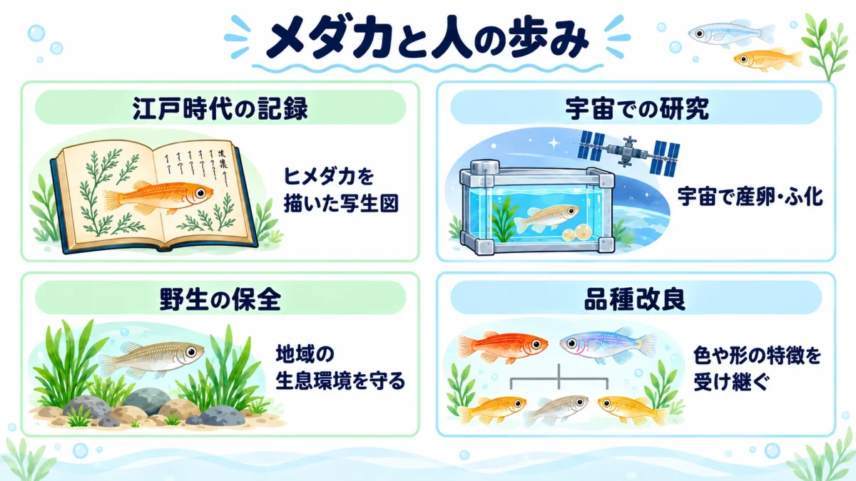 江戸時代のヒメダカの記録、宇宙実験、野生メダカの保全、改良メダカの登場を示す年表