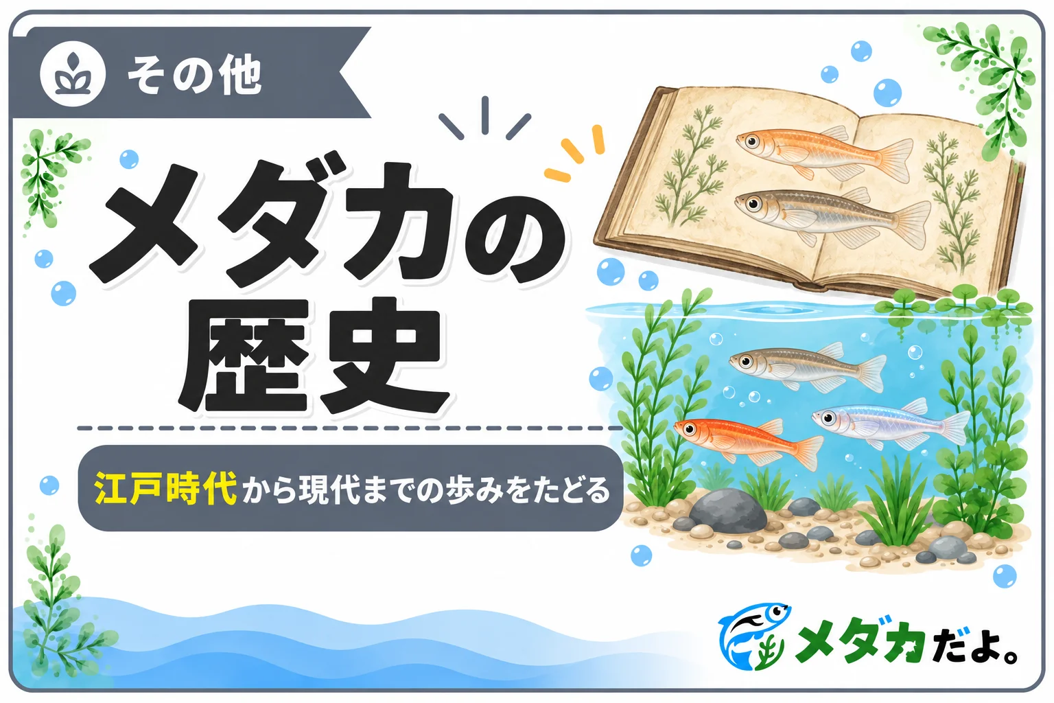 メダカの歴史｜江戸時代の記録から改良メダカと保全の歩みまで