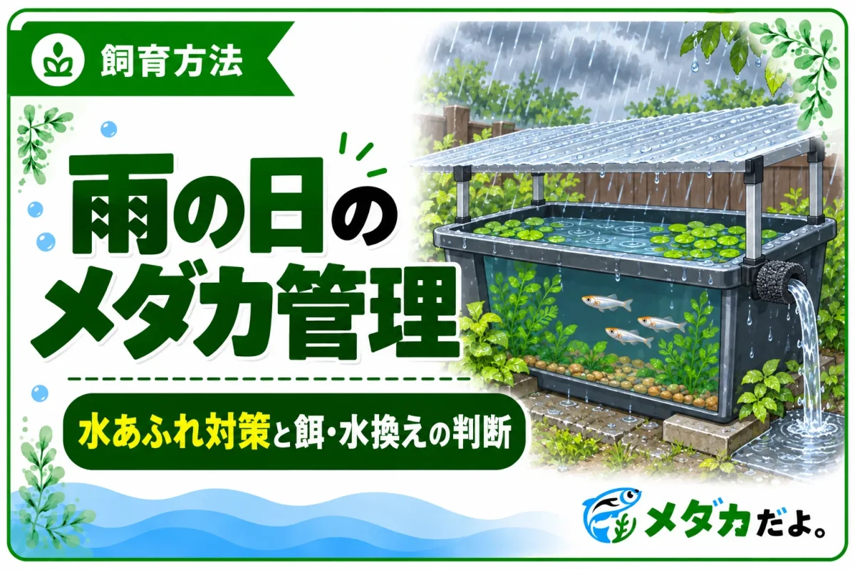 メダカの雨の日の管理｜水あふれ対策と餌・水換えの判断